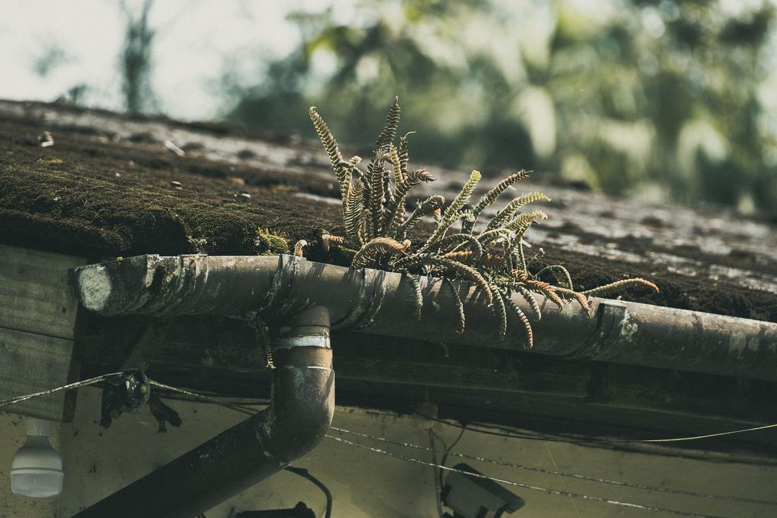 Moss and plants growing along a gutter and tiles